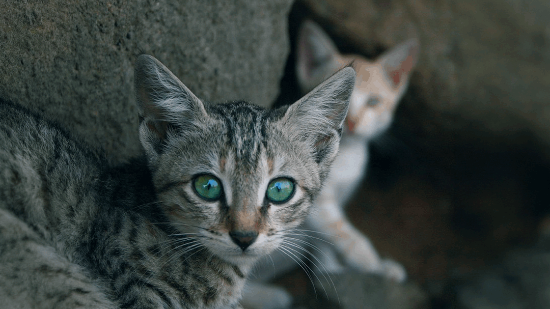 TRAP, NEUTER, RETURN (TNR)